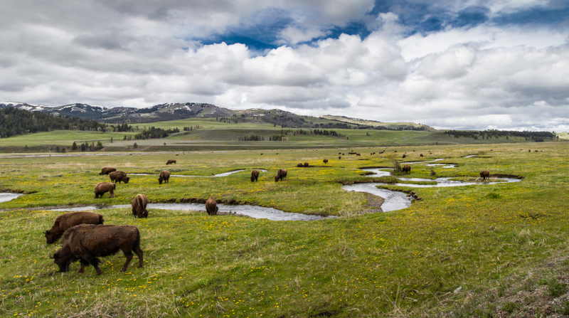 Image: Yellowstone National Park